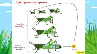 Отряды насекомых