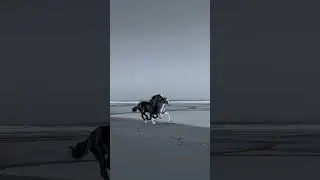 black and white horses looking too much  Beautiful 😍 together