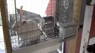 Baby update & our rabbit cage building construction & design info