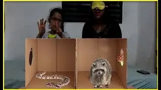 O QUE TEM NA CAIXA ? DESAFIO O QUE TEM NA MINHA MÃO,(Box Challenge)