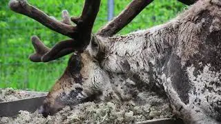 Северные лесные олени в Керженском заповеднике