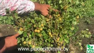 Крыжовник Юбилейный. Желтоплодный сладкий крыжовник.