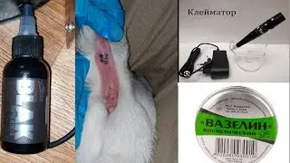 НАНЕСЕНИЕ КЛЕЙМА С НОМЕРОМ КОЗЕ ИЛИ ОВЦЕ