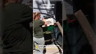 Новий дім для врятованих папуг / A new home for rescued parrots #shorts