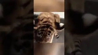 HE HELPS THIS CRYING TIGER, THEN THIS HAPPENED! #shorts