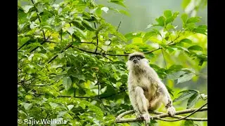 White Morphed Purple Faced Leaf Monkey - Very rare and endemic to Sri Lanka
