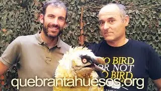 The Lammergeier reintroduction in Spain