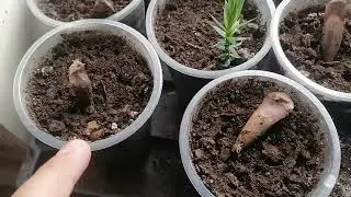 Араукария Чилийская. От семечки до саженца за 4 месяца