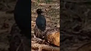 Черный дятел