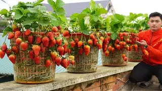 Method Of Growing Strawberries On The Balcony Is Both Beautiful And Highly Productive