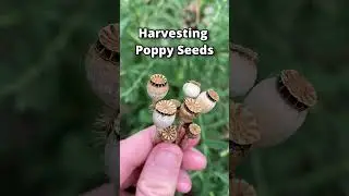 Poppy Seed Harvest!