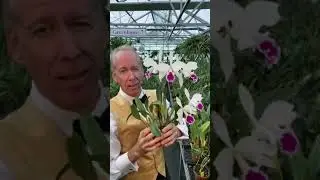 One of the Oldest RHS Awarded Cattleyas