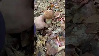 Funghi porcini #boletus #funghi #cepes #cèpes #steinpilze #nature #bello #forest #porcini