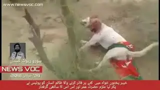 خیبرپختو ن خواہ ملزم حضرت عمر، کتے پر پی ٹی آئی کا۔جھنڈا لگا گولی مارنے والا ملزم گرفتار