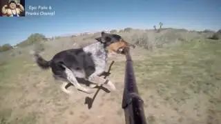 Funny Dogs Fails Compilation