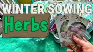 March Winter Sowing: Herbs for the Garden and Butterflies