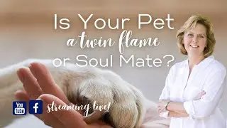 Is Your Pet a Twin Flame or a Soul Mate?