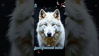 Виды волков 