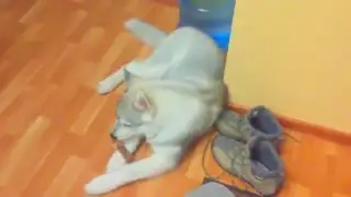 Щенок хаски Хантер побыл один дома :)
