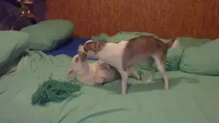 Pesky Piggy & Inken - 3