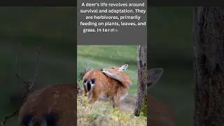 Exploring the Lives of Deer|discover with sabi #viral #shorts  #youtube #trending #deer