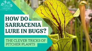 How do Sarracenia lure in flies?