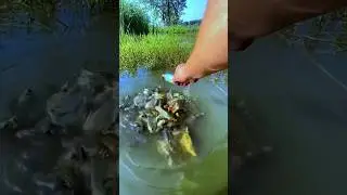 Best Liquid Fishing Bait For All kinds of Fish 🐟I #fish #fishingvideos #fishbait #viral