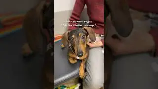 У всех собак это в глазах
