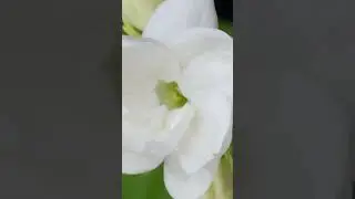 Yeni MAD Malaki Oud ile doğunun mistik atmosferini ve batının sofistike tarzını bir arada yaşayın.✨🌼