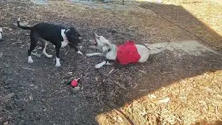 Meri and Cucumber play for the first time