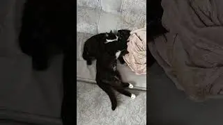 Дружочки 🐈🐈