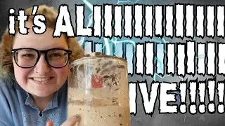 How to Revive a Sourdough Starter!! A Vlog