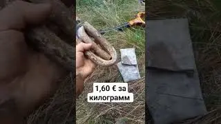 Коп в лесу 