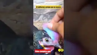 Estos Gallos Salvajes Existen Hoy.