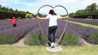 Lavender Farm Christchurch New Zealand