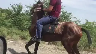 Yorga atlar. COŞAR (Gence)