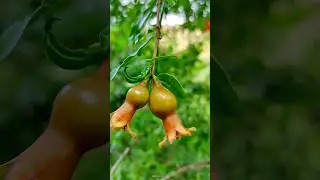 Pomegranate fruit Grafting