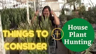 HOUSE PLANT HUNTING + 5 TIPS on Things to Consider When Buying House Plants