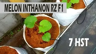 Review Sekejap Melon Inthanon RZ dan New Ceria Tunas Agro