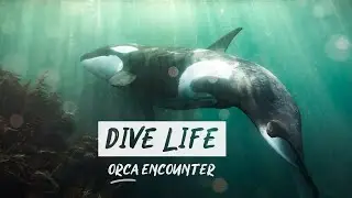 Diving Around the World | Orca