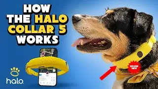 How the New Halo Collar 5 Works | GPS Dog Collar & Wireless Fence (Sep 2025 Update)