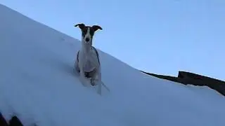 Есения Весенняя Из Полёта Мечты