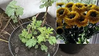 Как перезимовали хризантемы