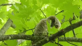 Red morph screech owl family