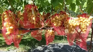 Виноград 