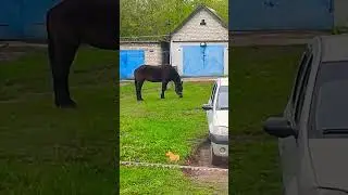 лучшая машина для стрижки газона