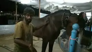 Intro on India's tallest horse