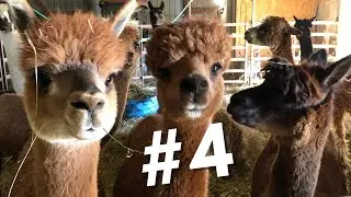 #4 ~ Top 10 Reasons Why I Chose Alpacas