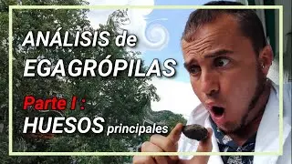 Técnicas Zoológicas: Análisis de EGAGRÓPILAS |#4| cómo distinguir los HUESOS  de MICROMAMÍFEROS