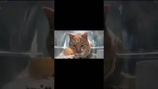 he is not impressed 